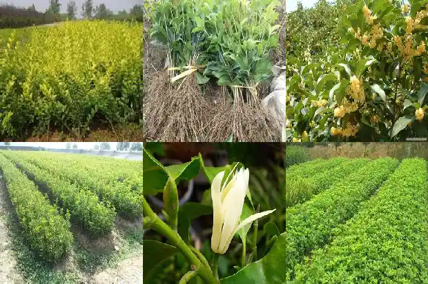 桂花老枞红茶功效与作用1686789462615