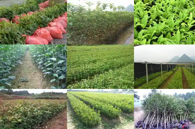 红茶加桂花好喝吗1686789506757