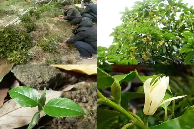桂花单枞茶属于什么茶1686789529341