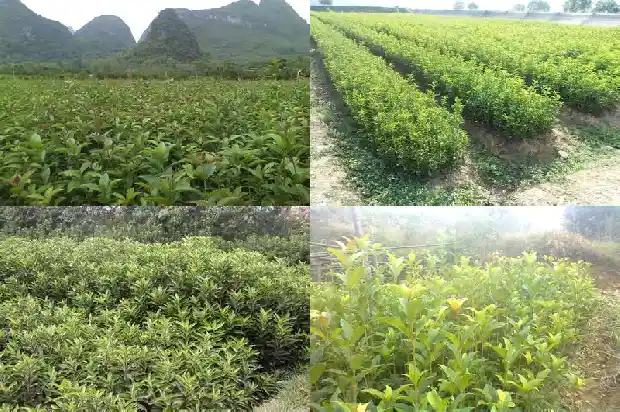 桂花单枞茶属于什么茶1686789529389