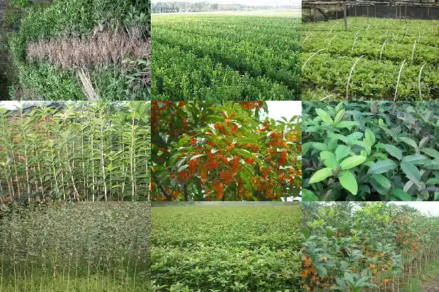 桂花单枞茶属于什么茶1686789529436