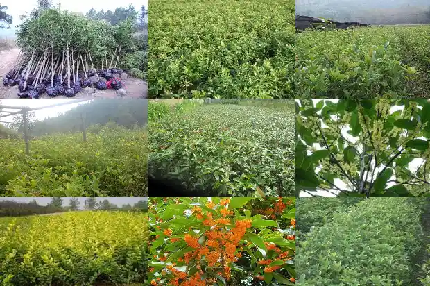 红茶桂花的功效与作用1686789554320