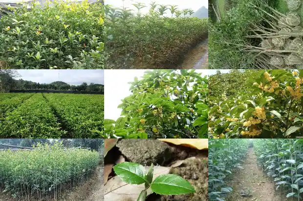 红茶桂花的功效与作用1686789554415