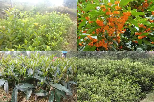 红茶桂花的功效与作用1686789554463
