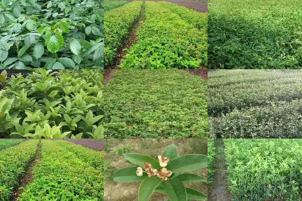 红茶桂花玫瑰花一起泡水有什么功效1686789596761