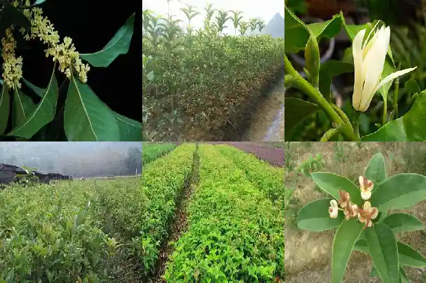 红茶桂花玫瑰花一起泡水有什么功效1686789596809