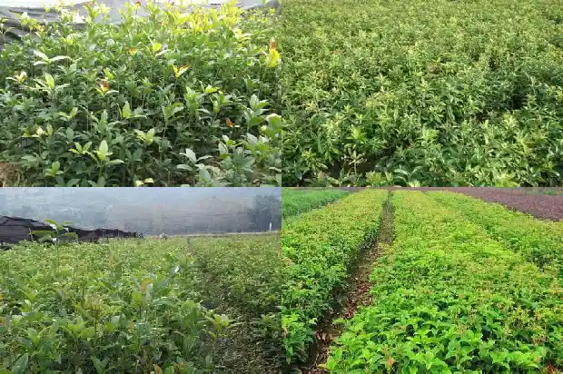红茶桂花一起泡茶喝可以吗?1686789614885