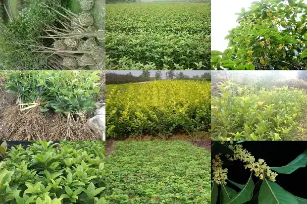 红茶桂花一起泡茶喝可以吗?1686789614932