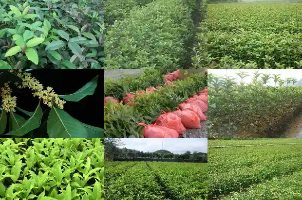 老枞桂花香属于什么茶1686789636596