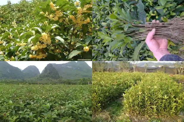 老枞桂花香属于什么茶1686789636691
