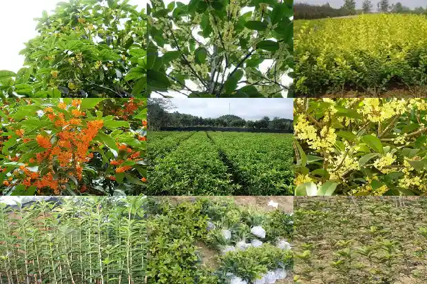 老枞桂花香属于什么茶1686789636739