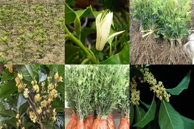 老枞桂花香特点1686789661262