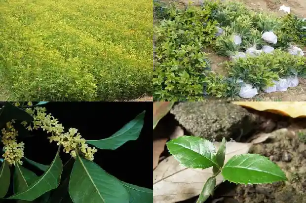老枞桂花香特点1686789661310
