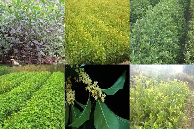 桂花红茶里面的红茶是什么茶1686789686463