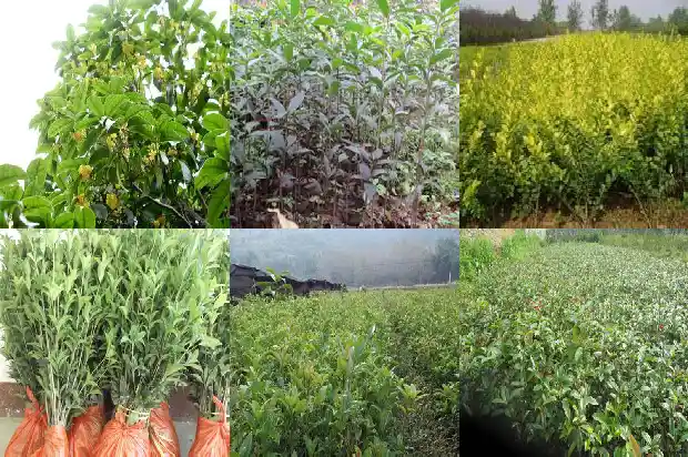 桂花红茶里面的红茶是什么茶1686789686511