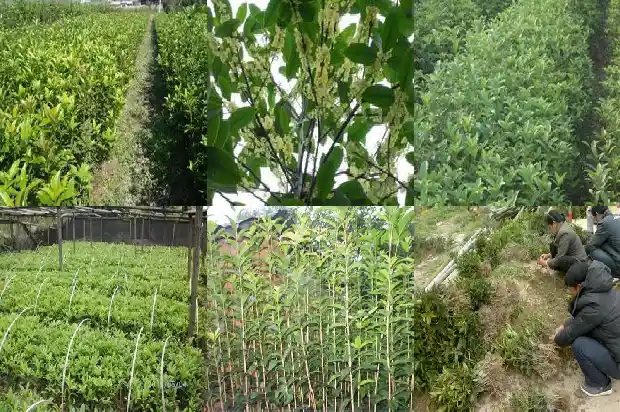 桂花红茶里面的红茶是什么1686789704037