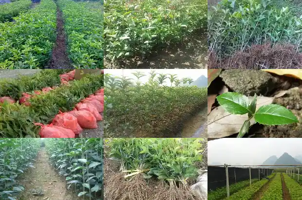 红茶里面有桂花是什么茶1686789723627