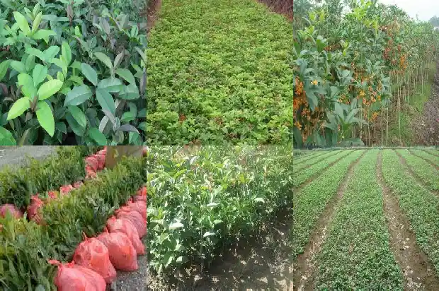 临沂桂花树批发市场在哪里1689838370568