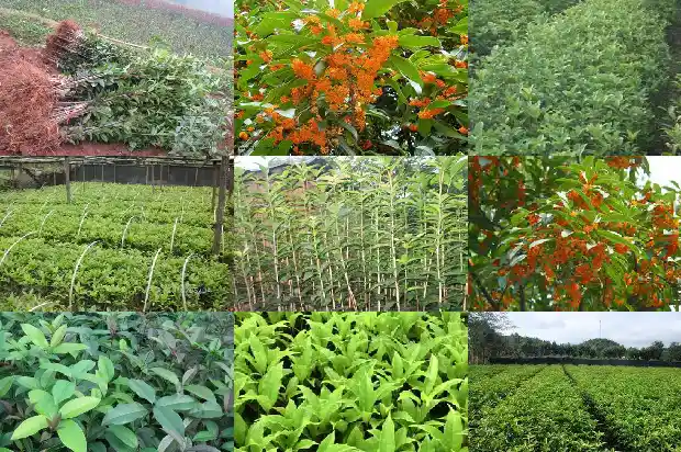 桂花红茶百科1686789741382