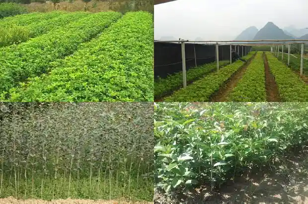 桂花红茶百科1686789741430