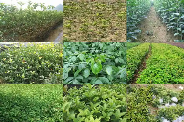 桂花小苗一年期多少天浇水一次好1686789766053