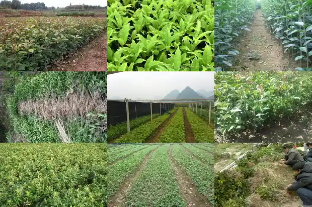 一米高的桂花树长了几年了1689986233092