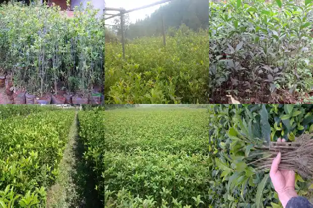 桂花小苗一年期多少天浇水一次好1686789766148