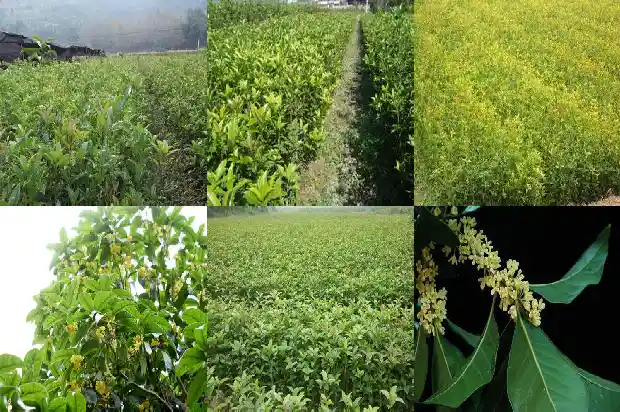 桂花小苗一年期多少天浇水一次好1686789766196