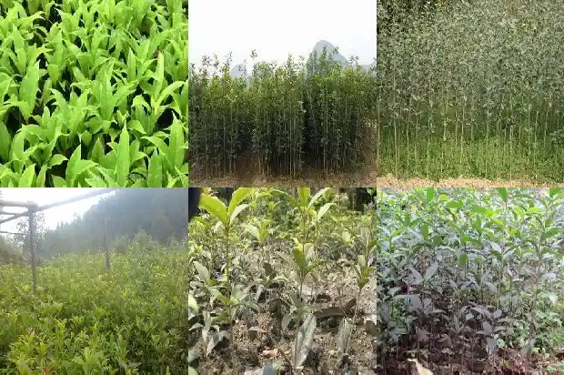 桂花小苗一年期多少天浇水好养1686789781948