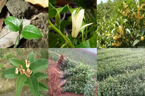 桂花花期怎么浇水1686789804266