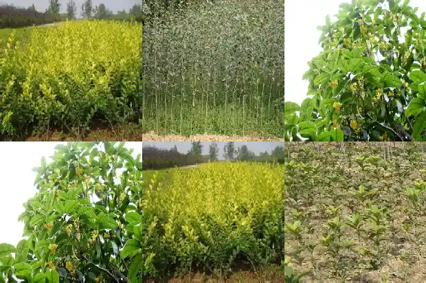 桂花苗多久浇水一次1686789826475
