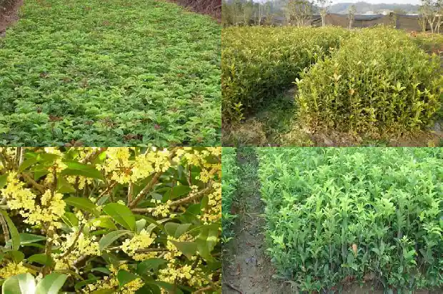 桂花树苗大的好活还是小的好活呀怎么回事1688862129480