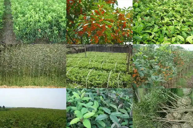 桂花苗多久浇水一次好1686789848750