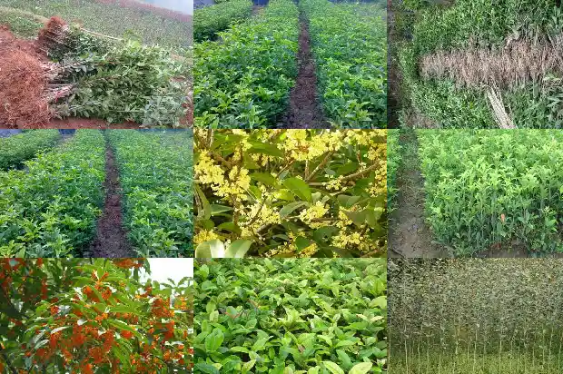 桂花苗怎么浇水1686789866448