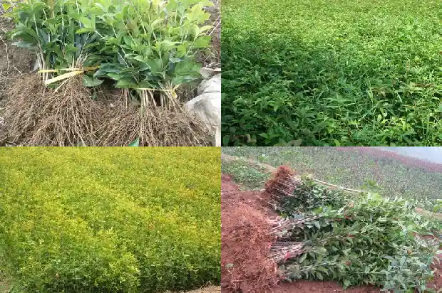 刚种的桂花多久浇水一次最好1686789889878