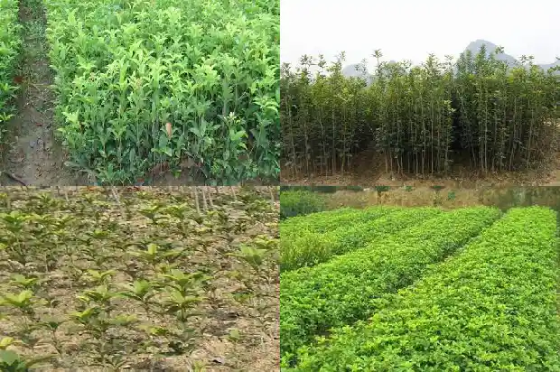 玫瑰桂花茶的功效与作用及禁忌是什么1689381452416