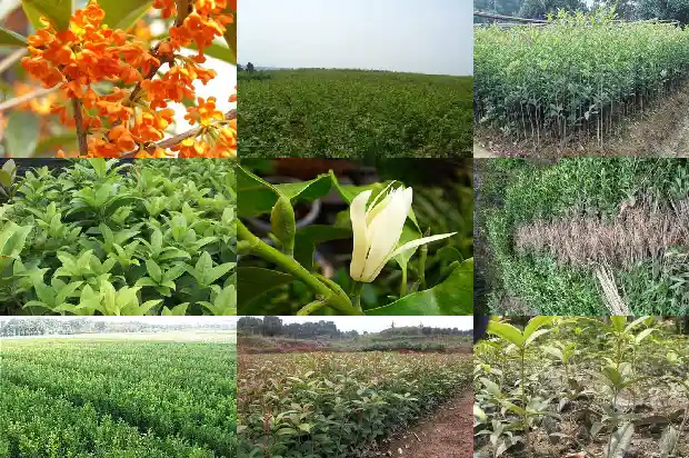 刚种的桂花多久浇水一次最好1686789889973