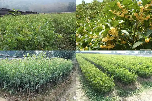 桂花树苗几天浇一次水合适1686789912275