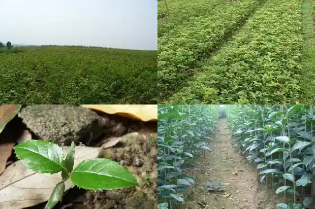 桂花树苗几天浇一次水合适1686789912323