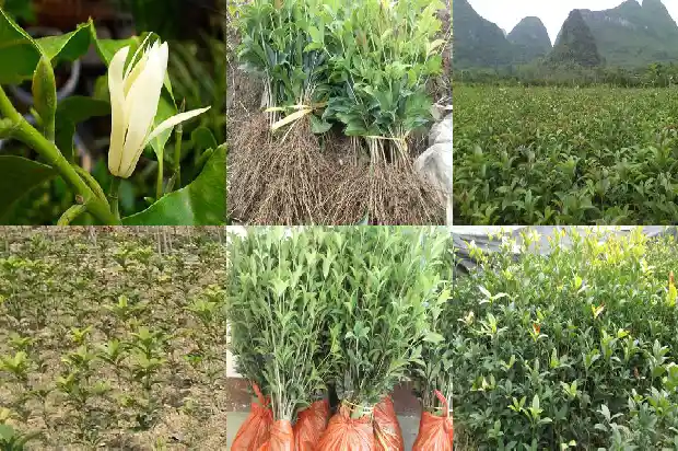 桂花树苗几天浇一次水合适1686789912370