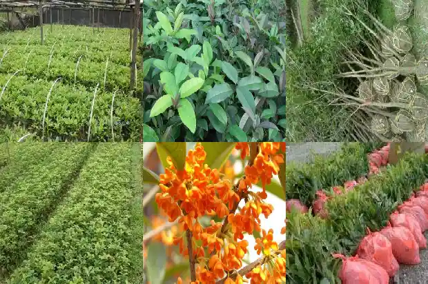 桂花树苗几天浇一次水最好1686789932631