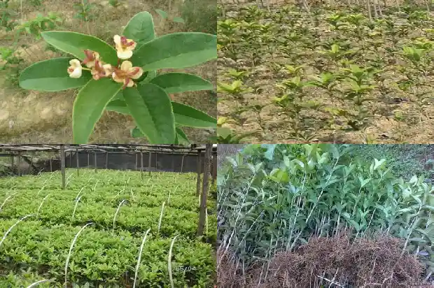 桂花一般几年才会开花1688861531335