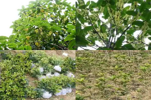 桂花树苗几天浇一次水最好1686789932774