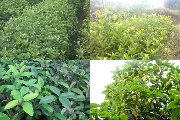 桂花泡水喝有毒吗1689576688460