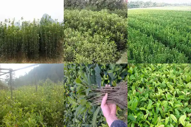 盆栽桂花几天浇一次水1686789975345
