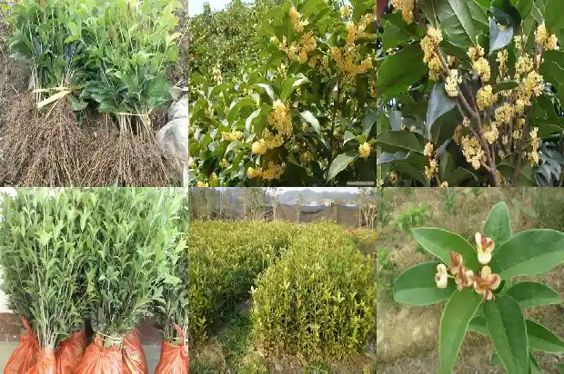 盆栽桂花几天浇一次水1686789975393