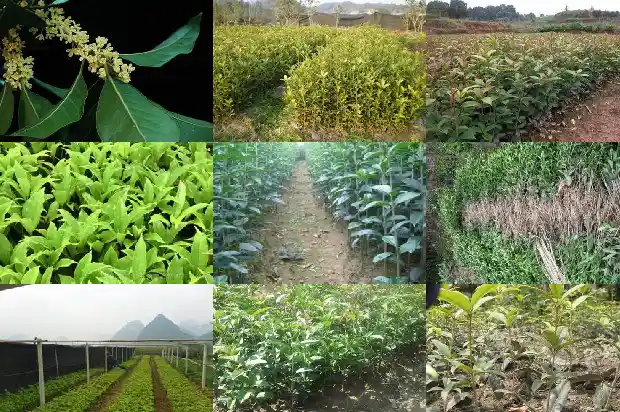 盆栽桂花几天浇一次水1686789975440
