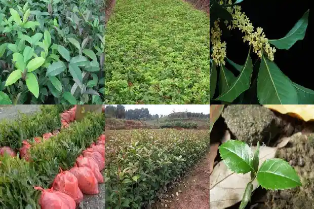 春天桂花几天浇一次水1686789987361