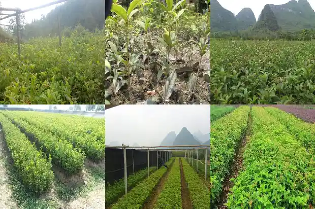 春天桂花几天浇一次水1686789987409