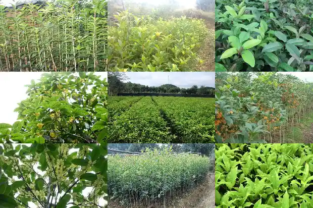 新鲜桂花怎么做成干桂花1689035021913